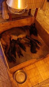 CHIOTS